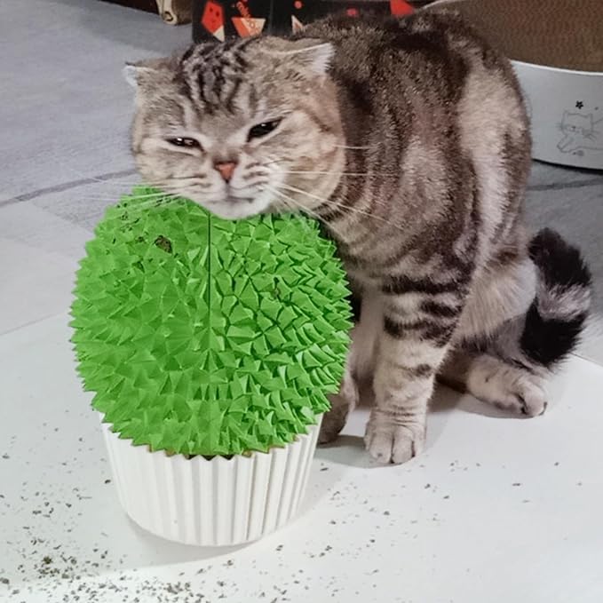 Miwoowim Catnip Feeder - Cat Face Scratcher Wall Corner Massage Comb for Indoor Cats Self Grooming Brush (Green) | Catnip Feeder Toy with Catnip. Multi-purpose scratcher. Easy to install with adhesive tape. Removes loose fur, water-washable
