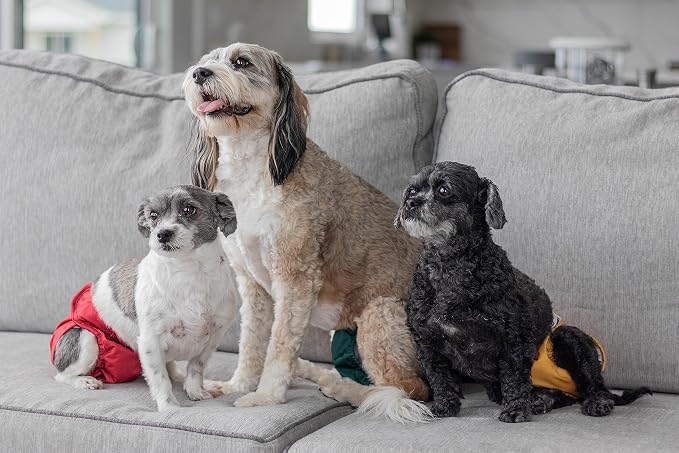 Pet Parents® Washable Dog Diapers (3pack) + Extendrs® of Durable Doggie Diapers, Premium Dog Diapers Female (X-Small, Samba)